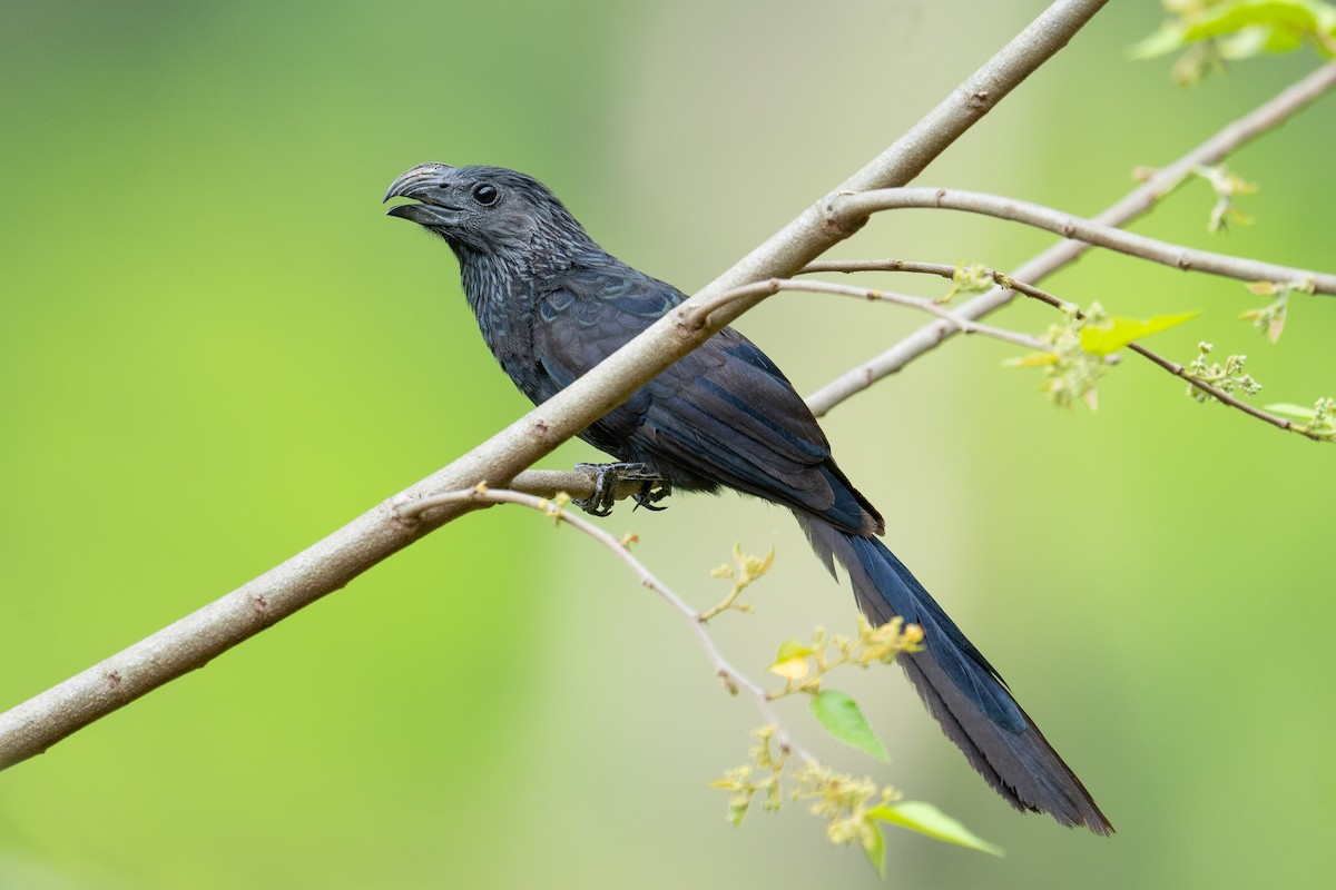 Groove-billed Ani - ML620535863