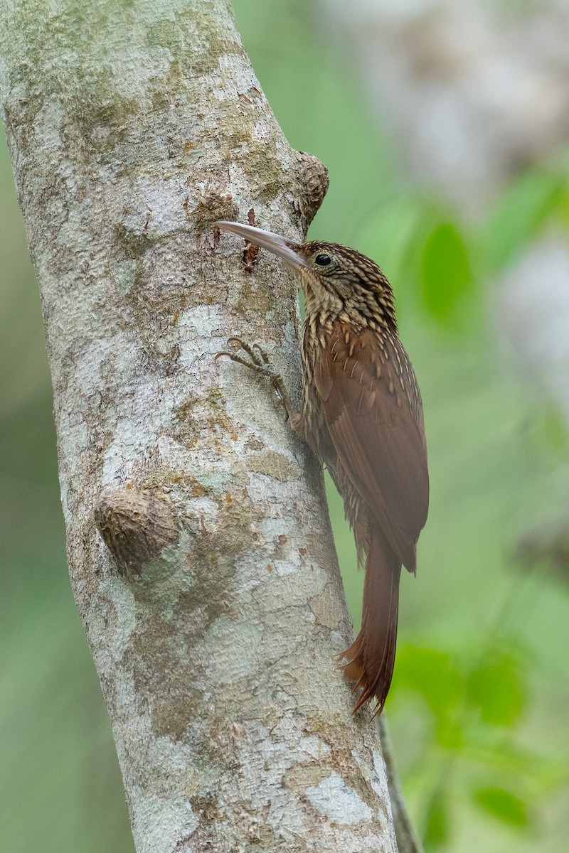 Ivory-billed Woodcreeper - ML620535872