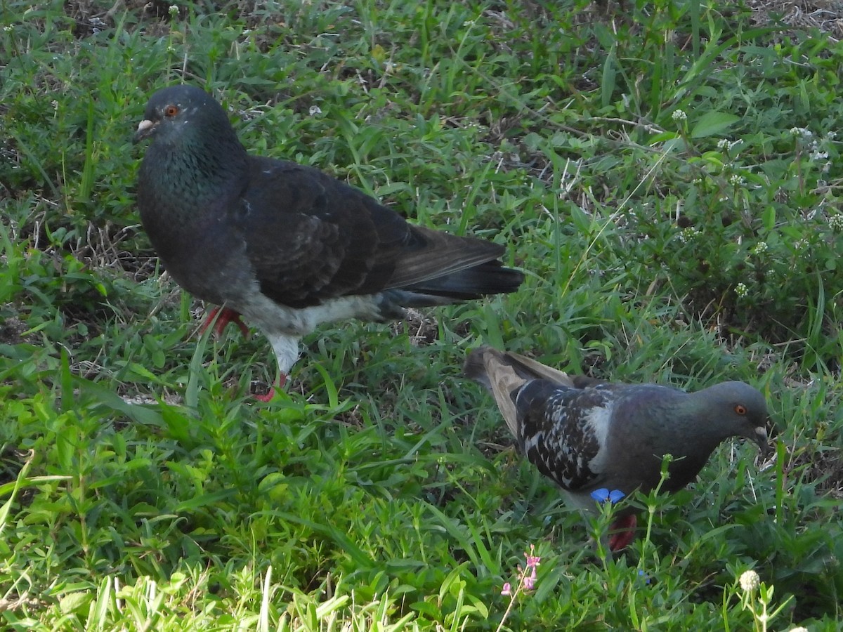 Rock Pigeon (Feral Pigeon) - ML620535873