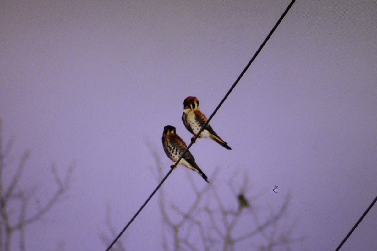 American Kestrel - ML620535880