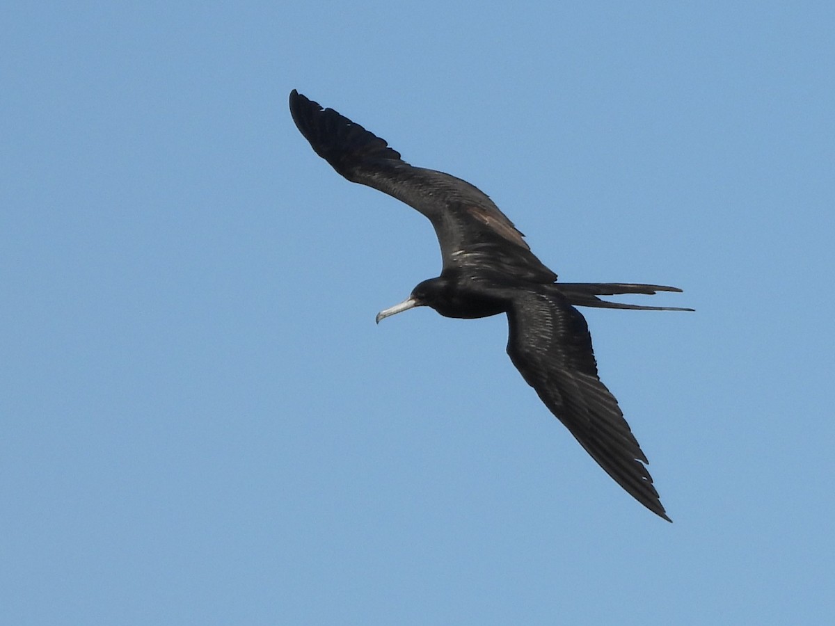 Magnificent Frigatebird - ML620535881