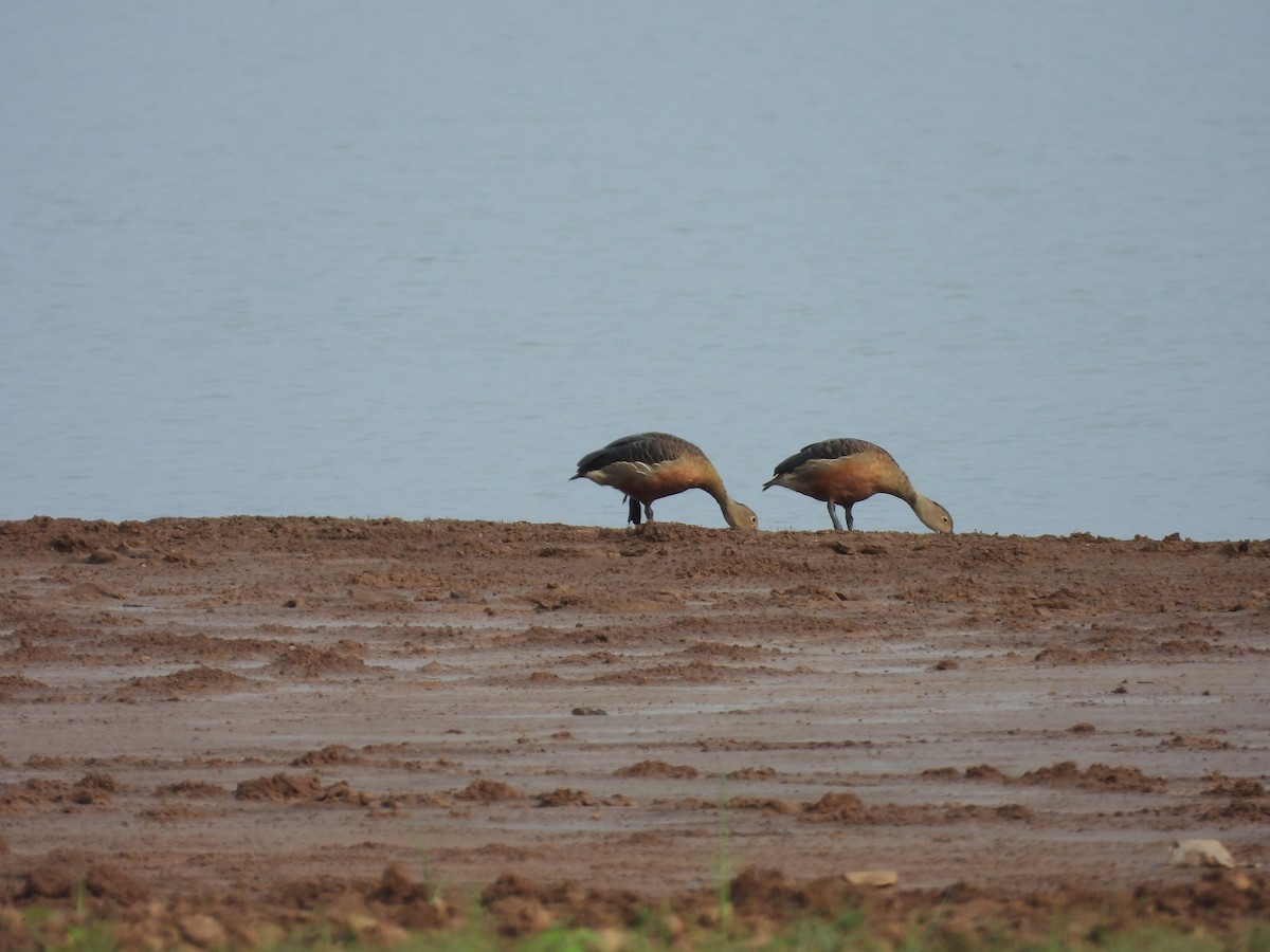 Lesser Whistling-Duck - ML620535882