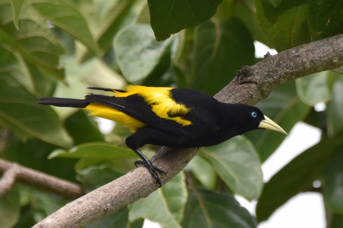 Yellow-rumped Cacique - ML620535883