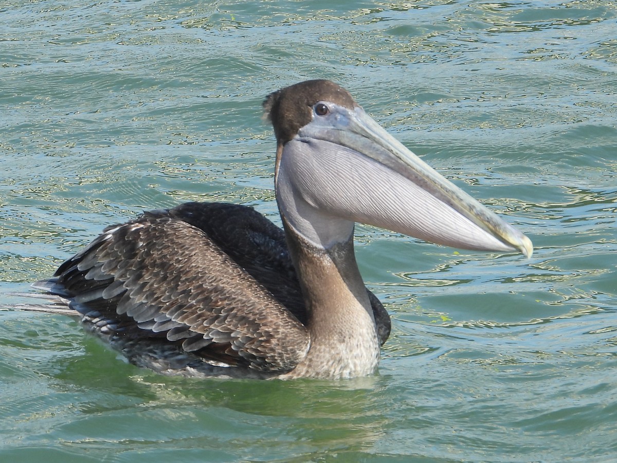 pelikán hnědý - ML620535885