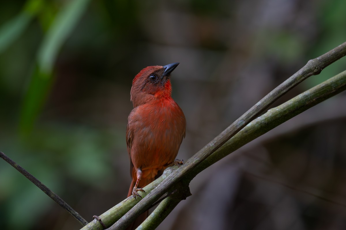 Red-throated Ant-Tanager - ML620535886