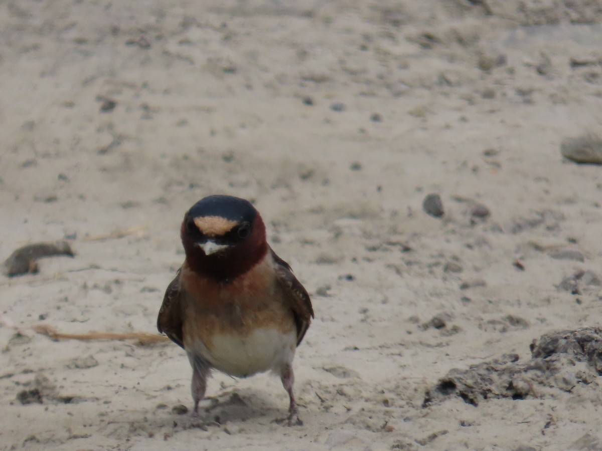 Cliff Swallow - ML620535888