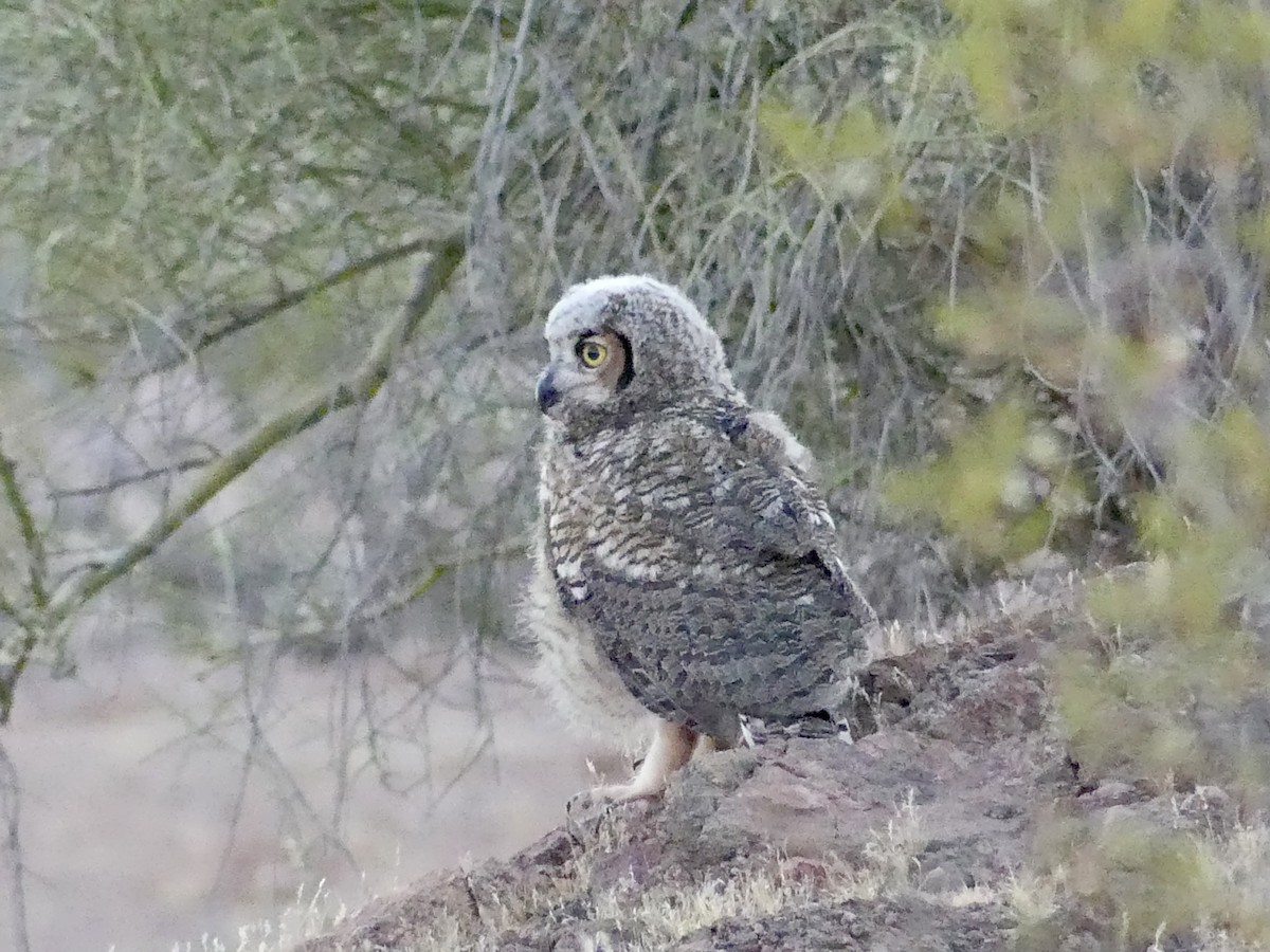 Great Horned Owl - ML620535894