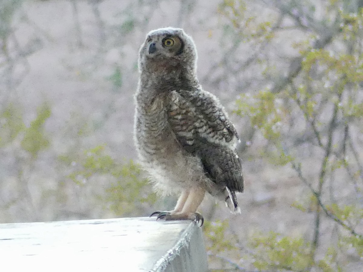 Great Horned Owl - ML620535895
