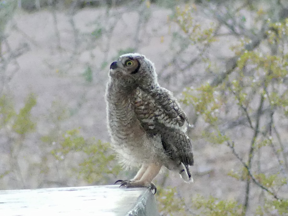 Great Horned Owl - ML620535896