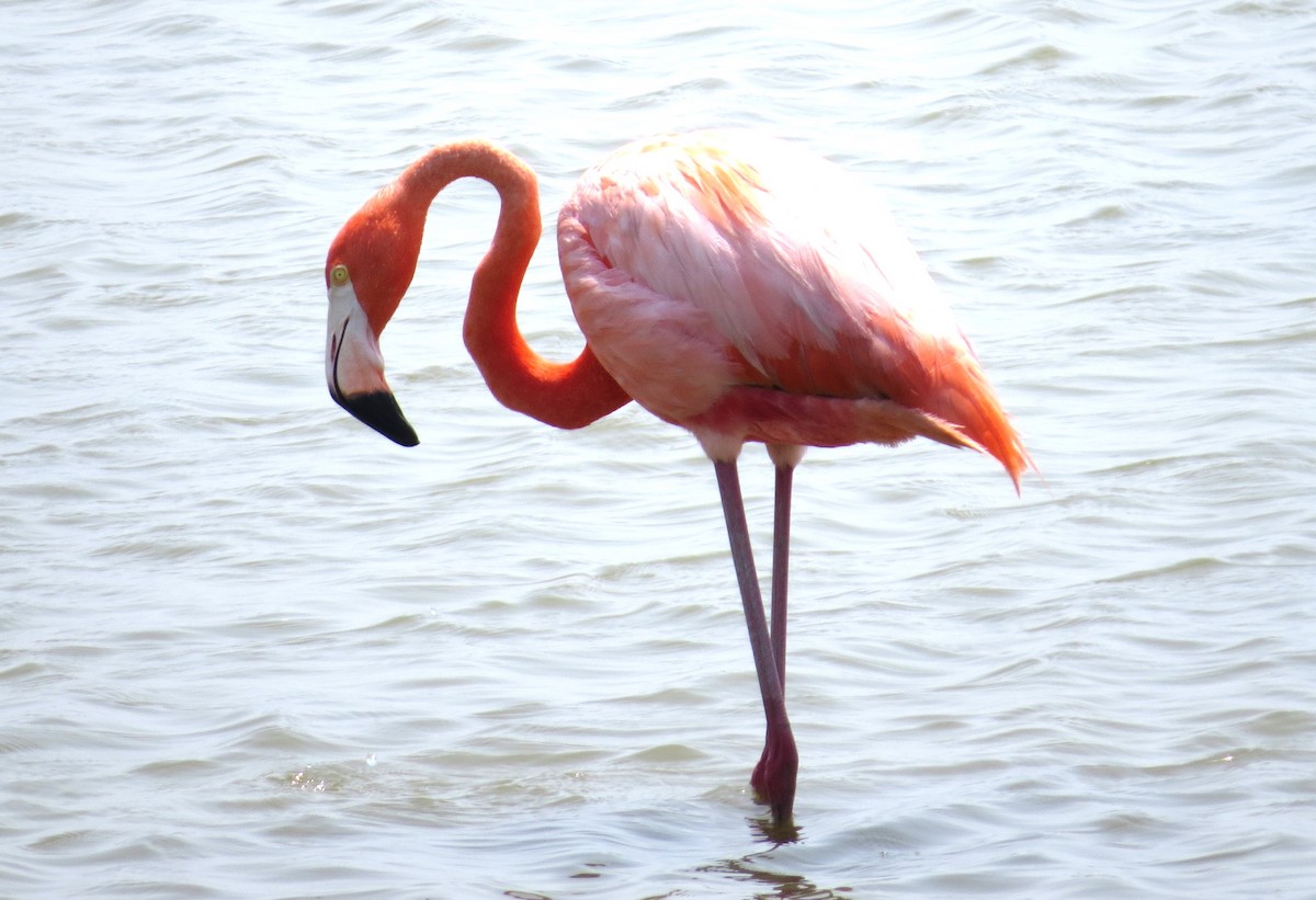 Красный фламинго - ML620535911