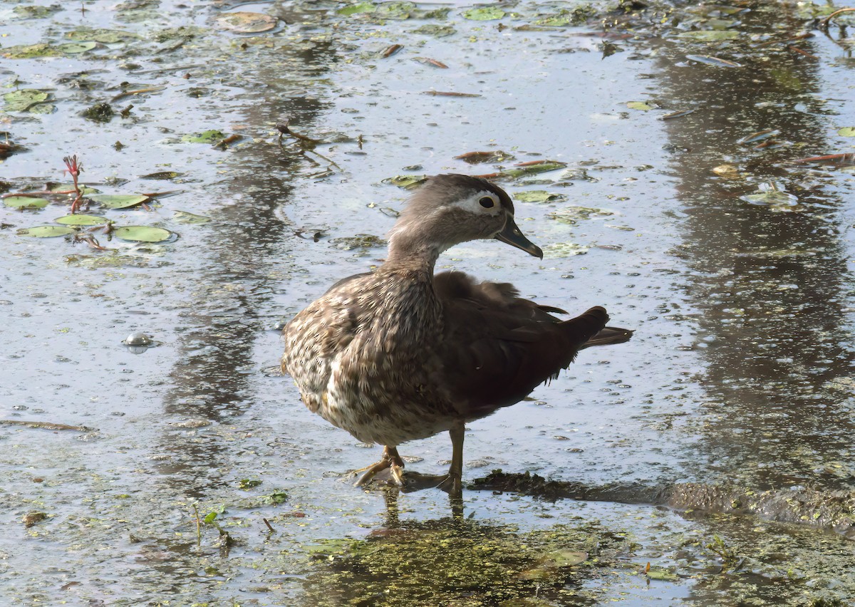 Wood Duck - ML620535919