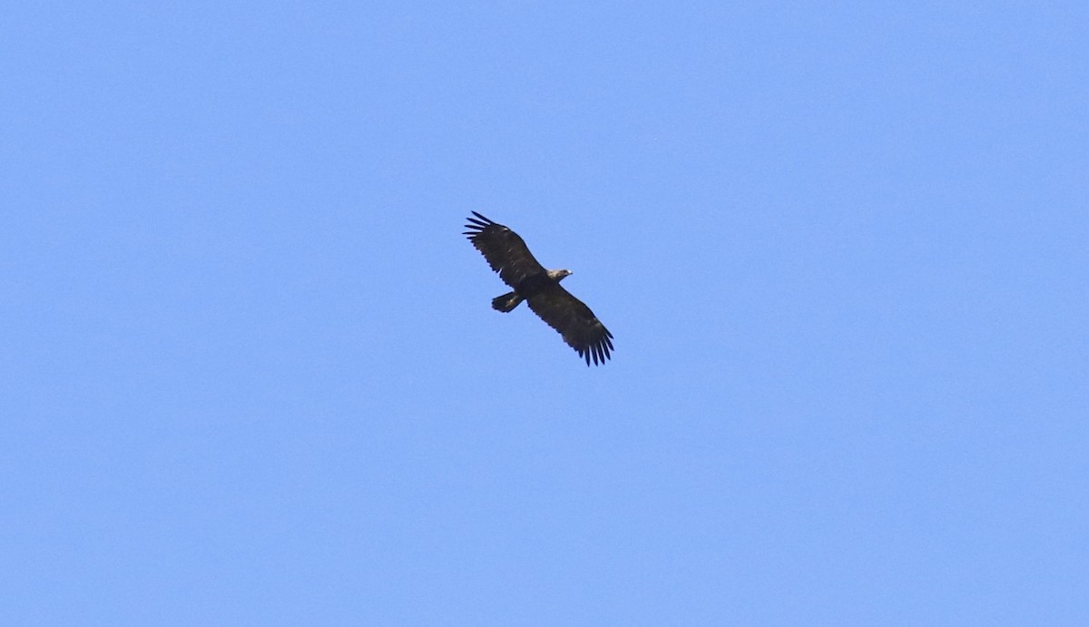 Lesser Spotted Eagle - ML620535935