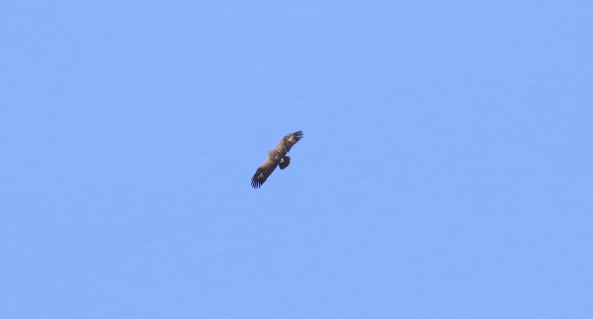 Lesser Spotted Eagle - ML620535936