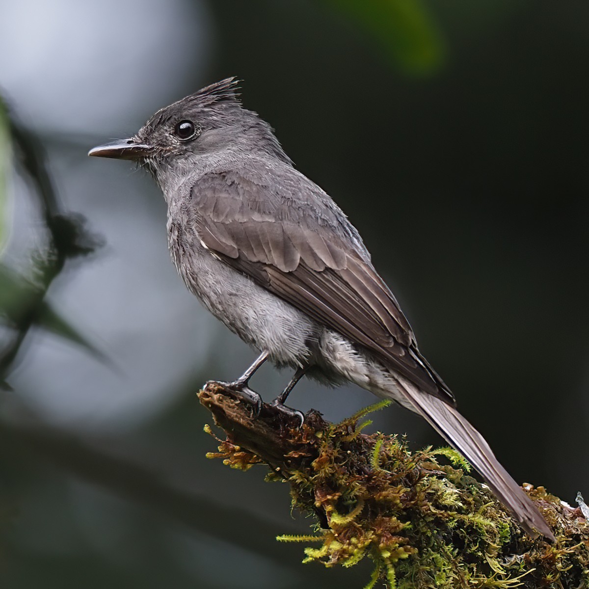 Smoke-colored Pewee - Milton Paul