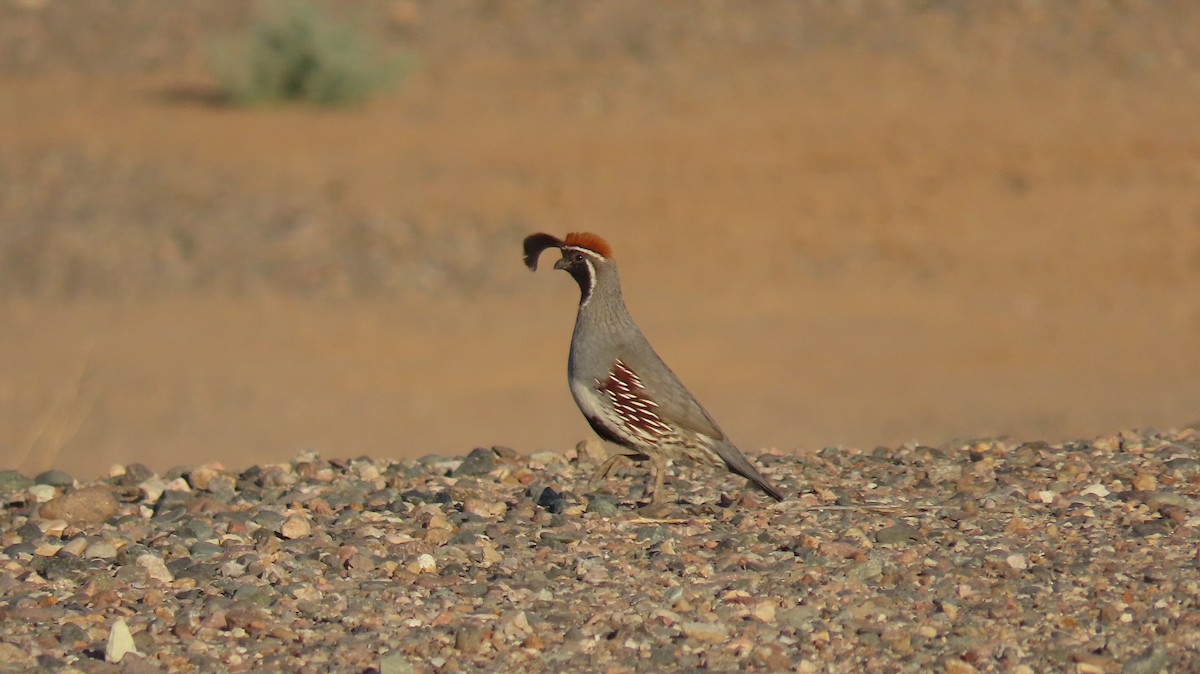 Gambel's Quail - ML620535942