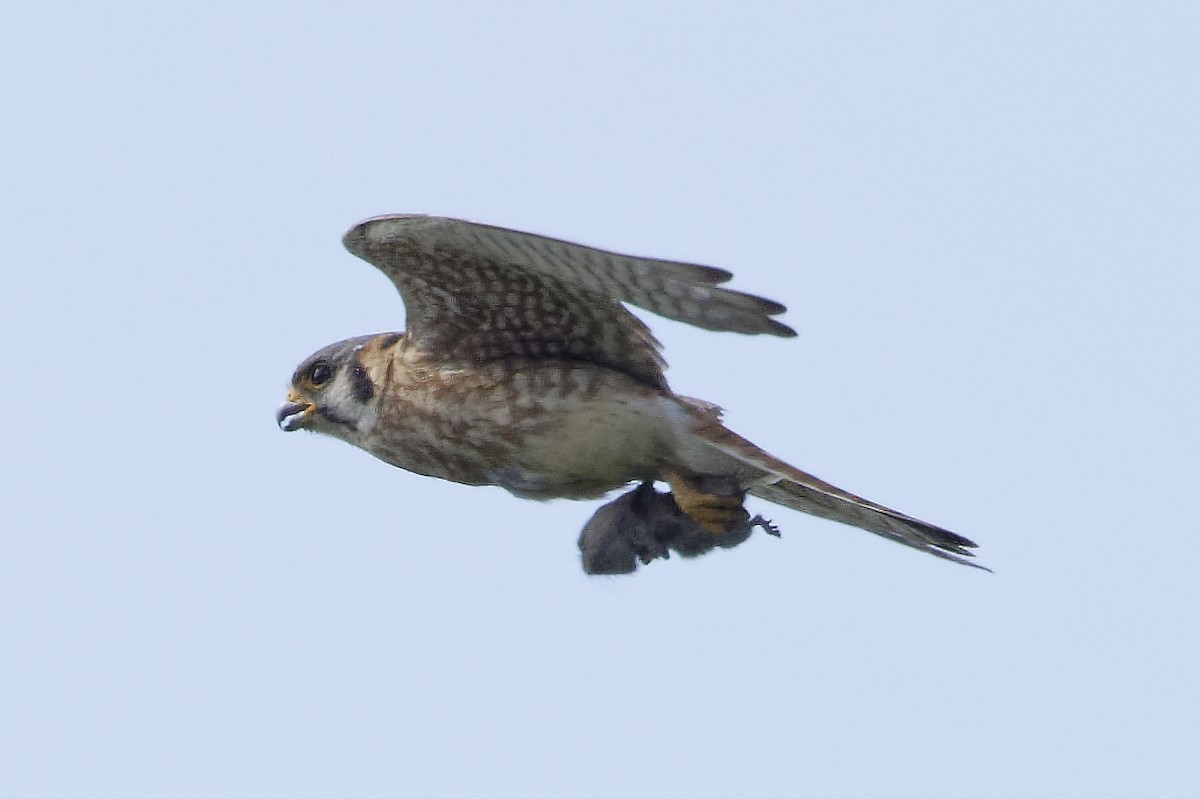 American Kestrel - ML620535945