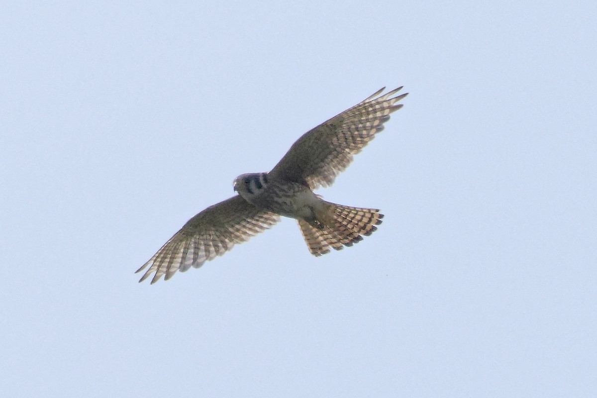 American Kestrel - ML620535946