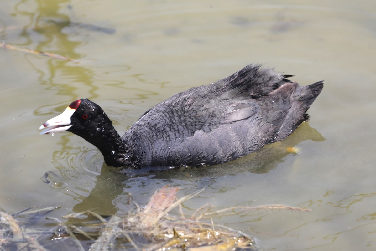 American Coot - ML620535948