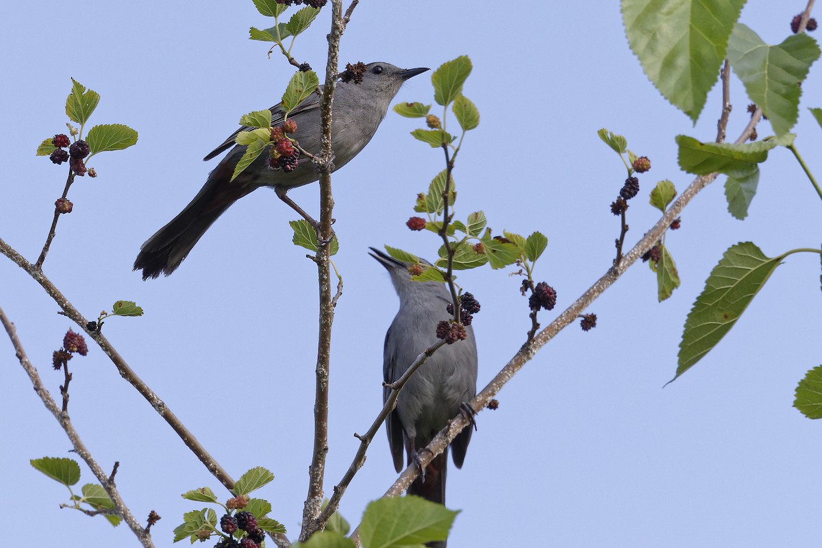 Gray Catbird - ML620535965