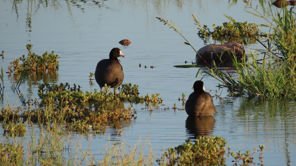 American Coot - ML620535966