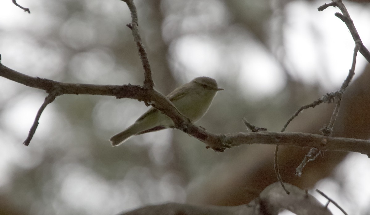 Greenish Warbler - ML620535967