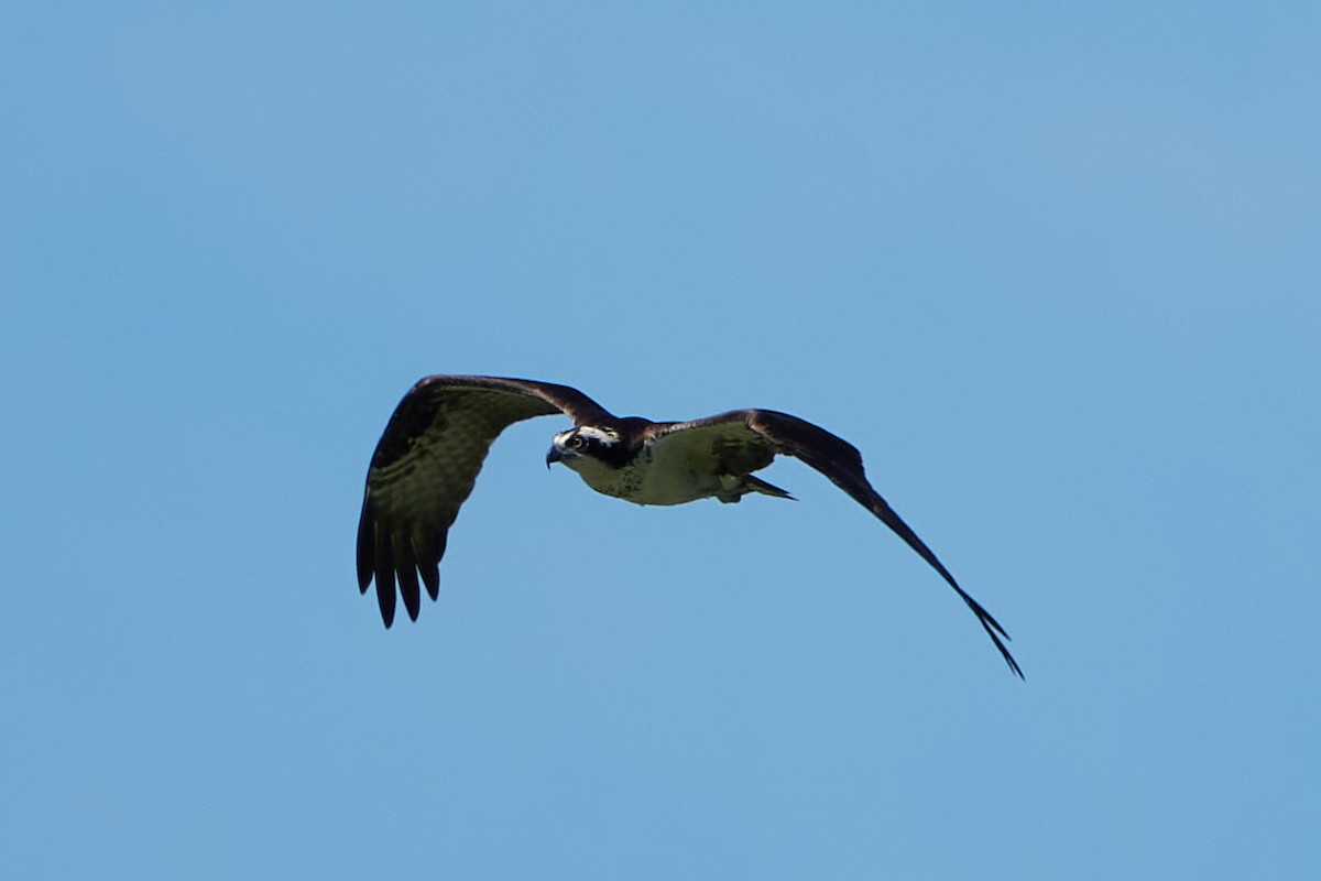 Balbuzard pêcheur - ML620535968