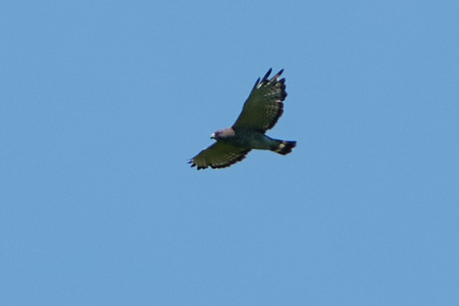 Broad-winged Hawk - ML620535974