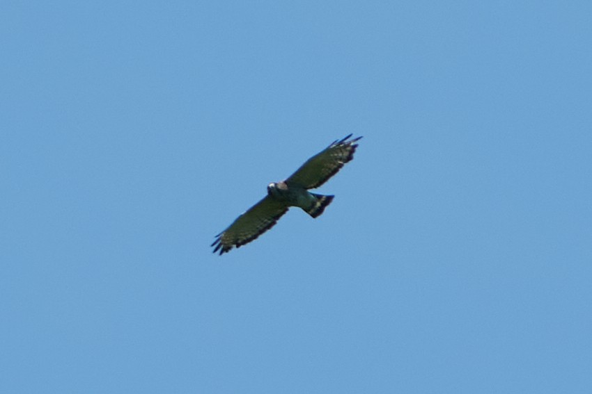 Broad-winged Hawk - ML620535975