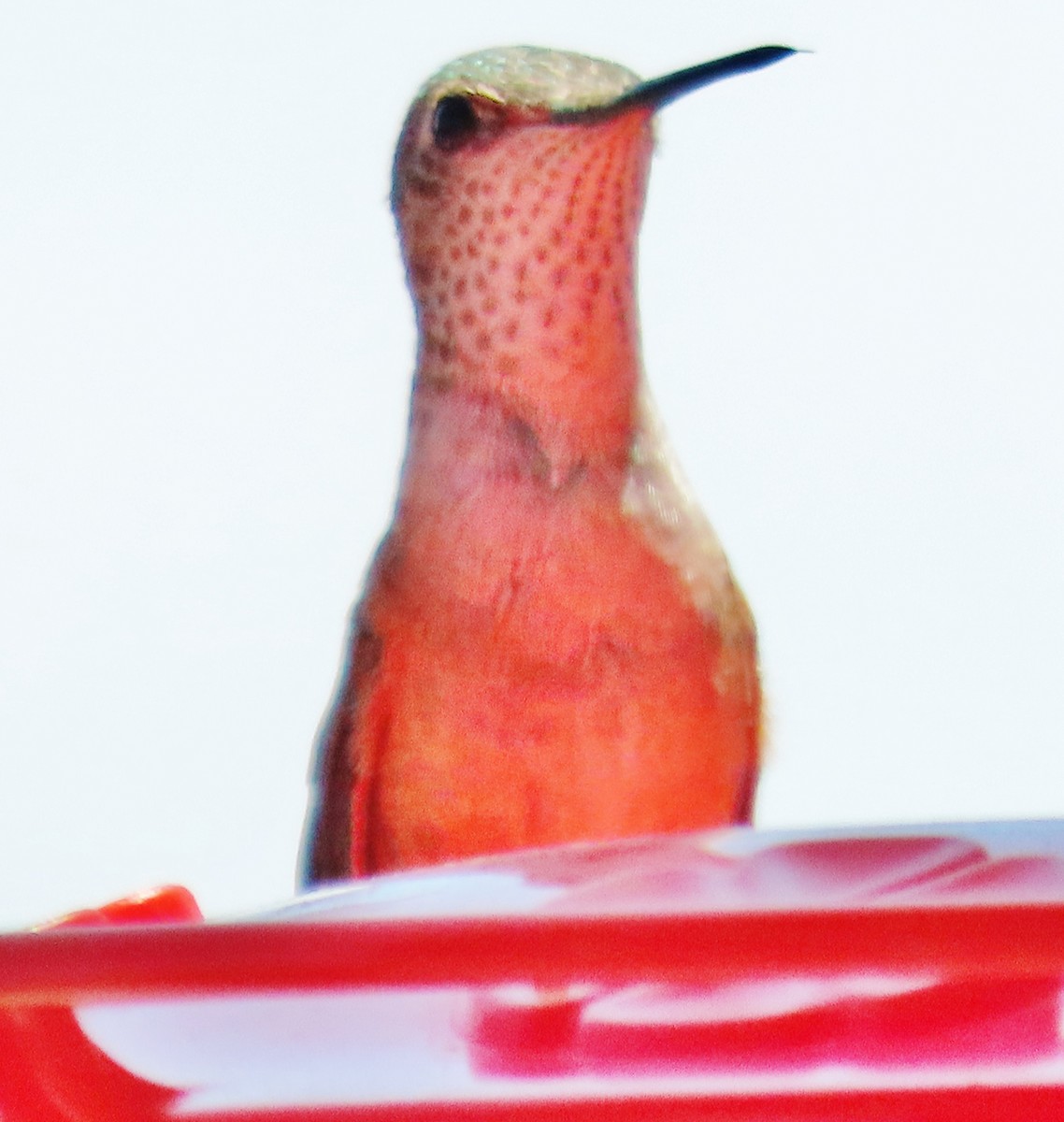 Broad-tailed Hummingbird - ML620535976