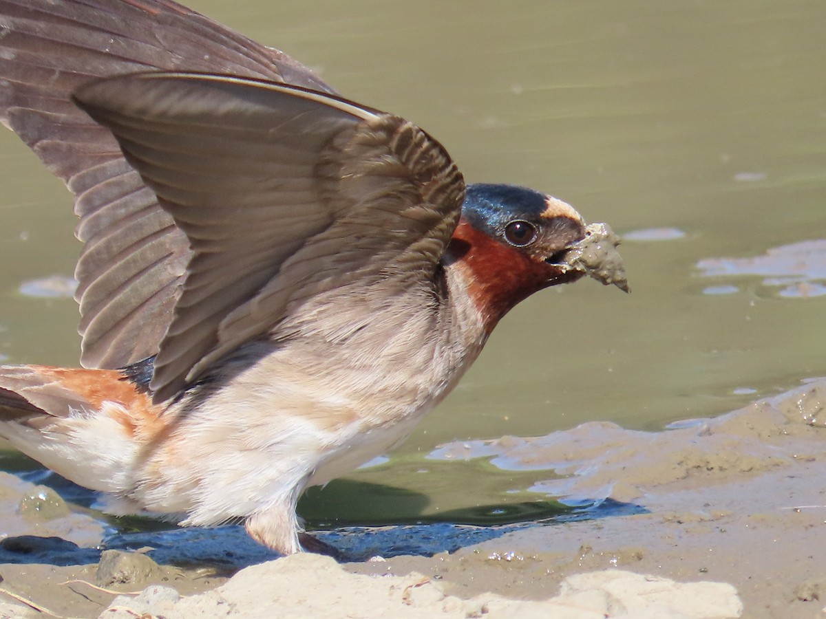 Cliff Swallow - ML620535979