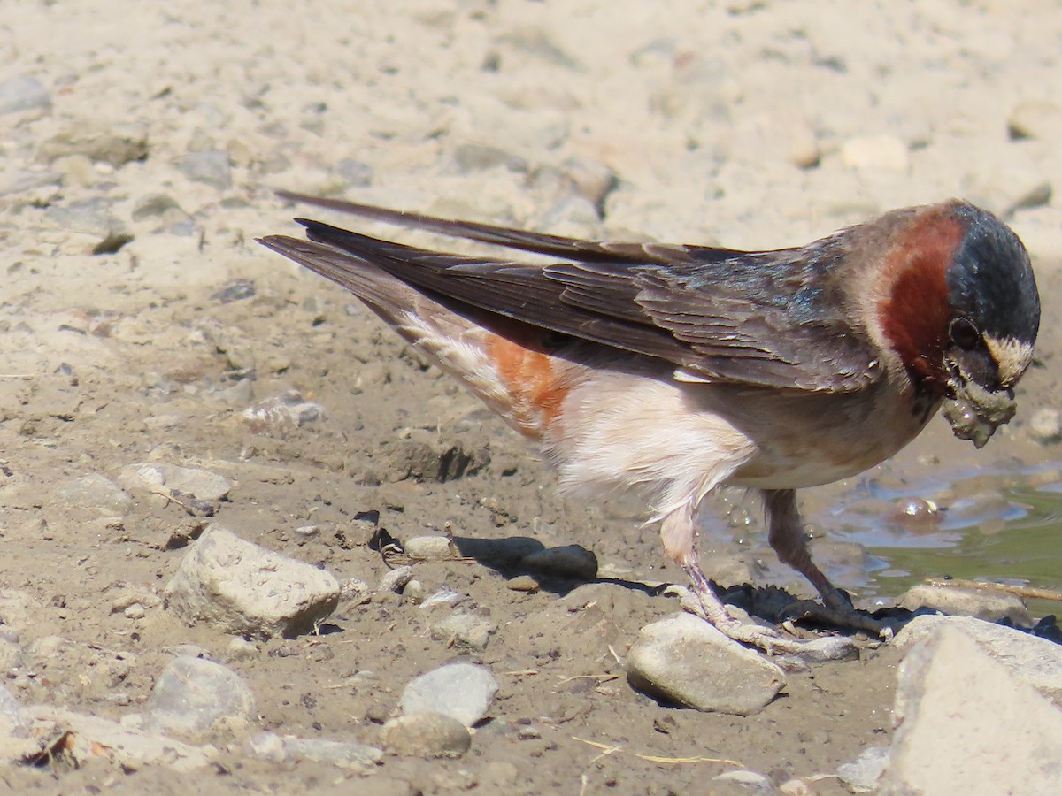 Cliff Swallow - ML620535980