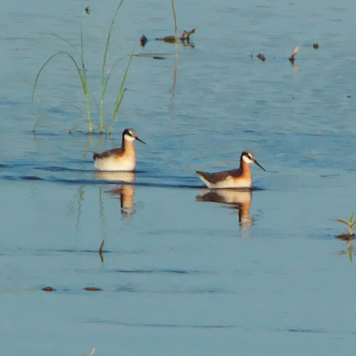 Wilson's Phalarope - ML620535981