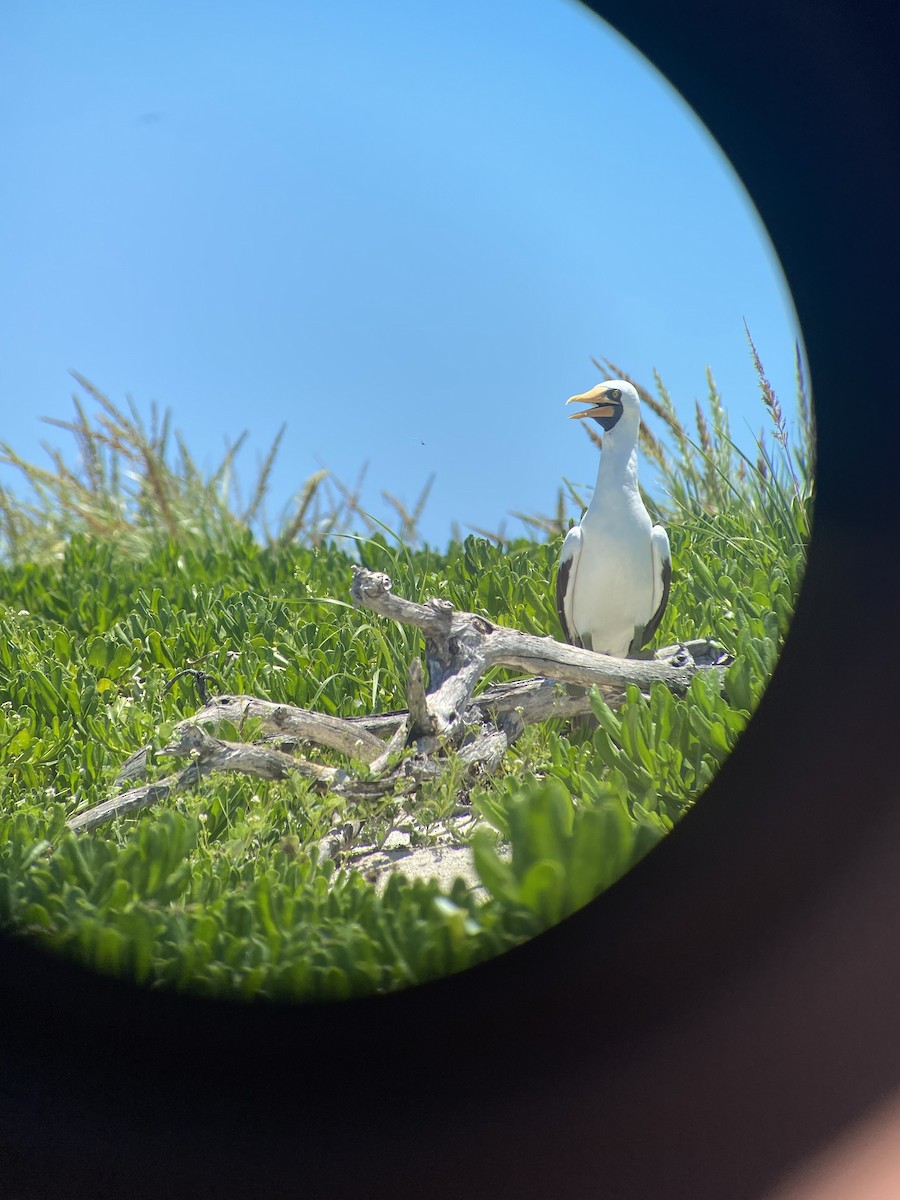 Nazca Booby - ML620535984