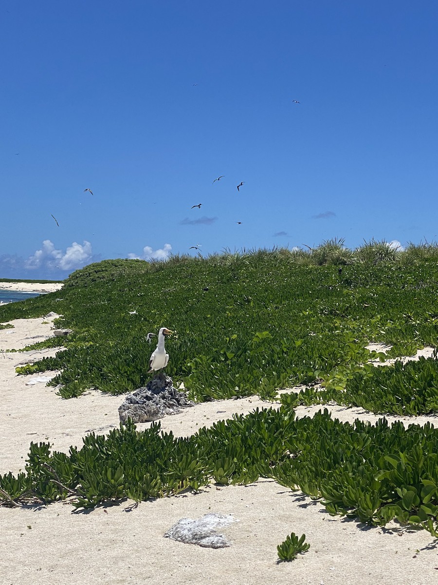 Nazca Booby - ML620535985