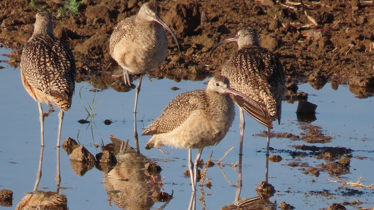 Long-billed Curlew - ML620535989