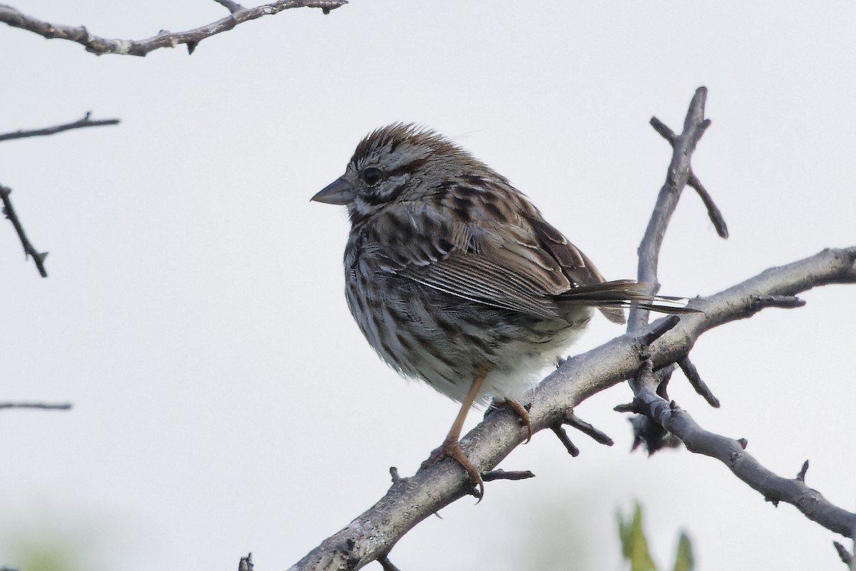 Song Sparrow - ML620535993