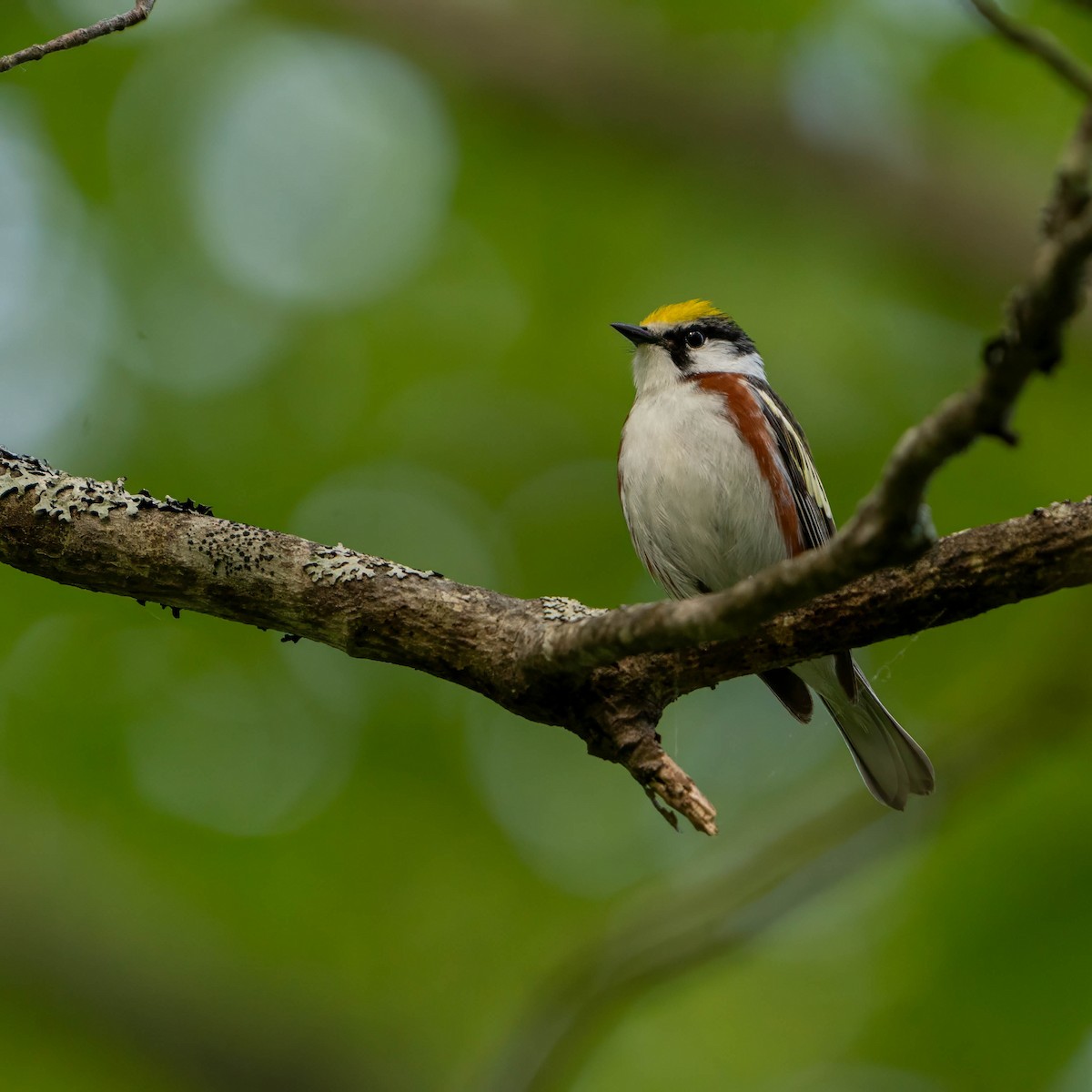 Chestnut-sided Warbler - ML620535998