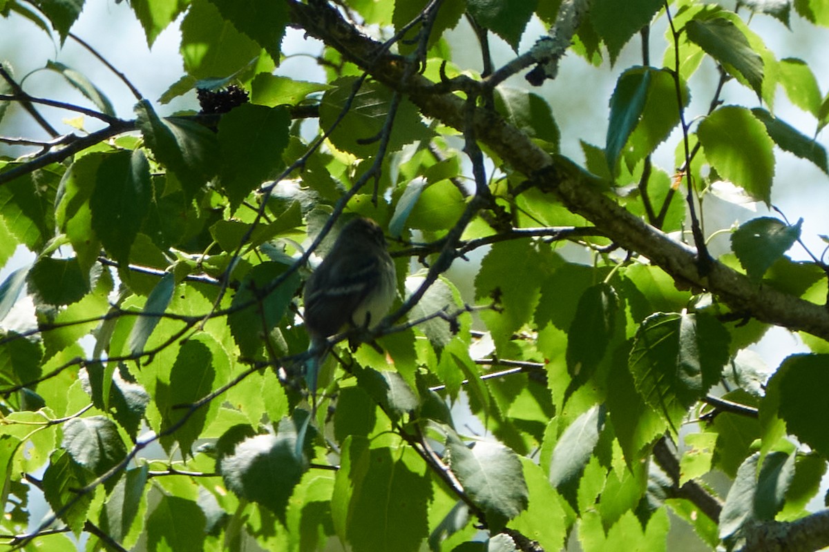 Least Flycatcher - ML620536010