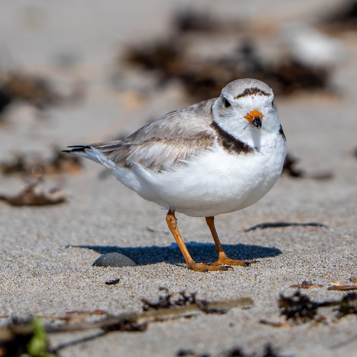 Piping Plover - ML620536011