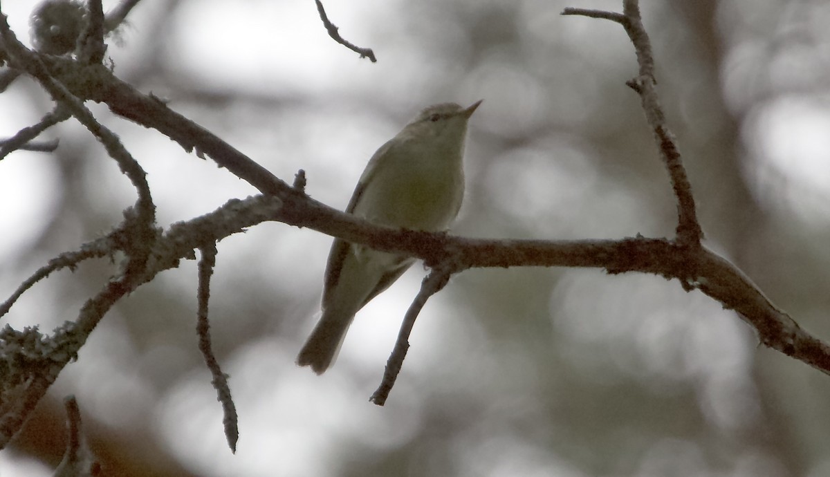 Greenish Warbler - ML620536012