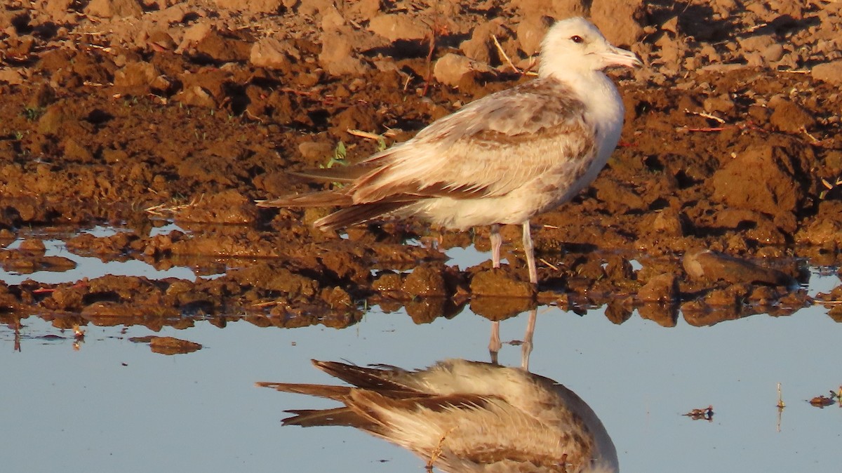 California Gull - Anne (Webster) Leight