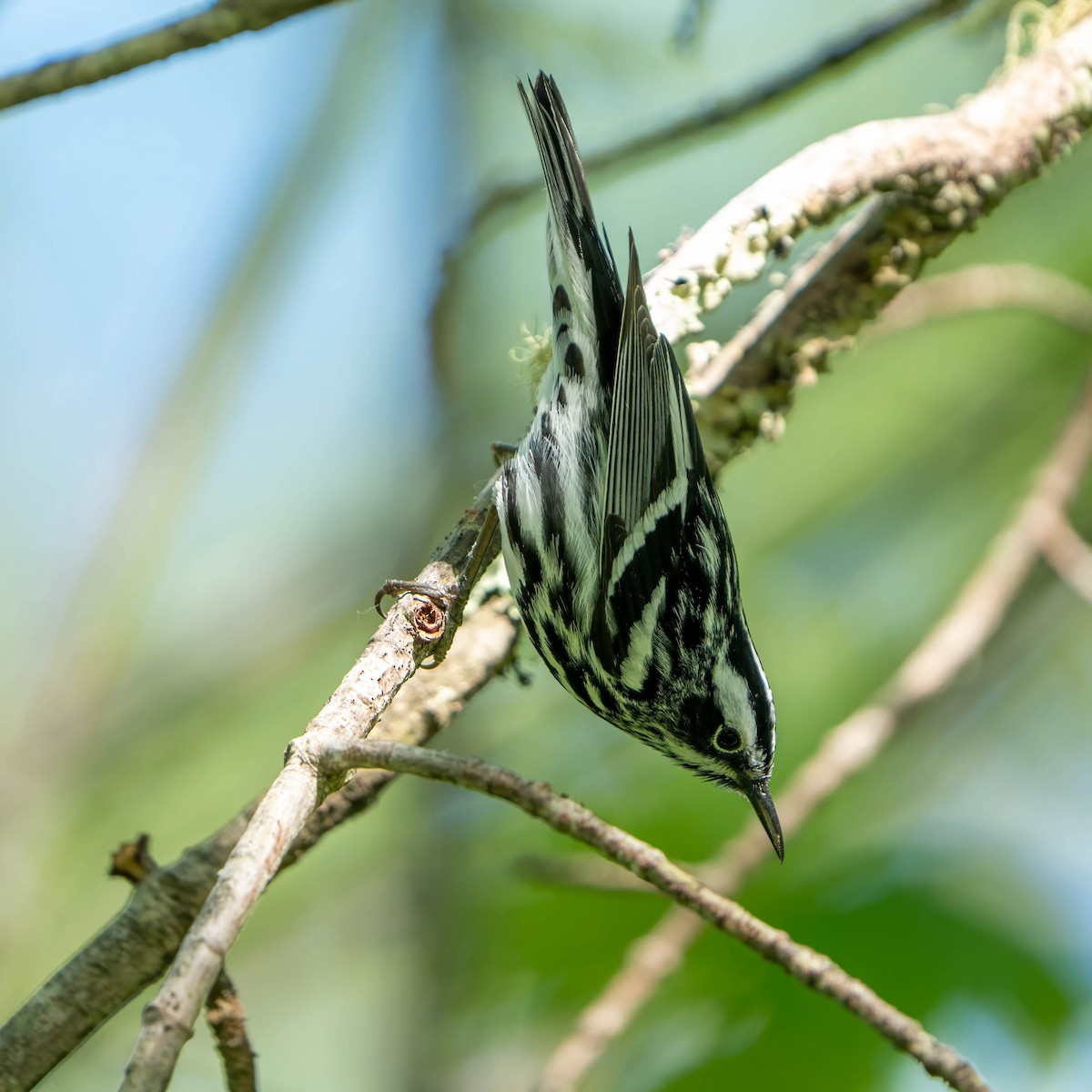 Black-and-white Warbler - ML620536020