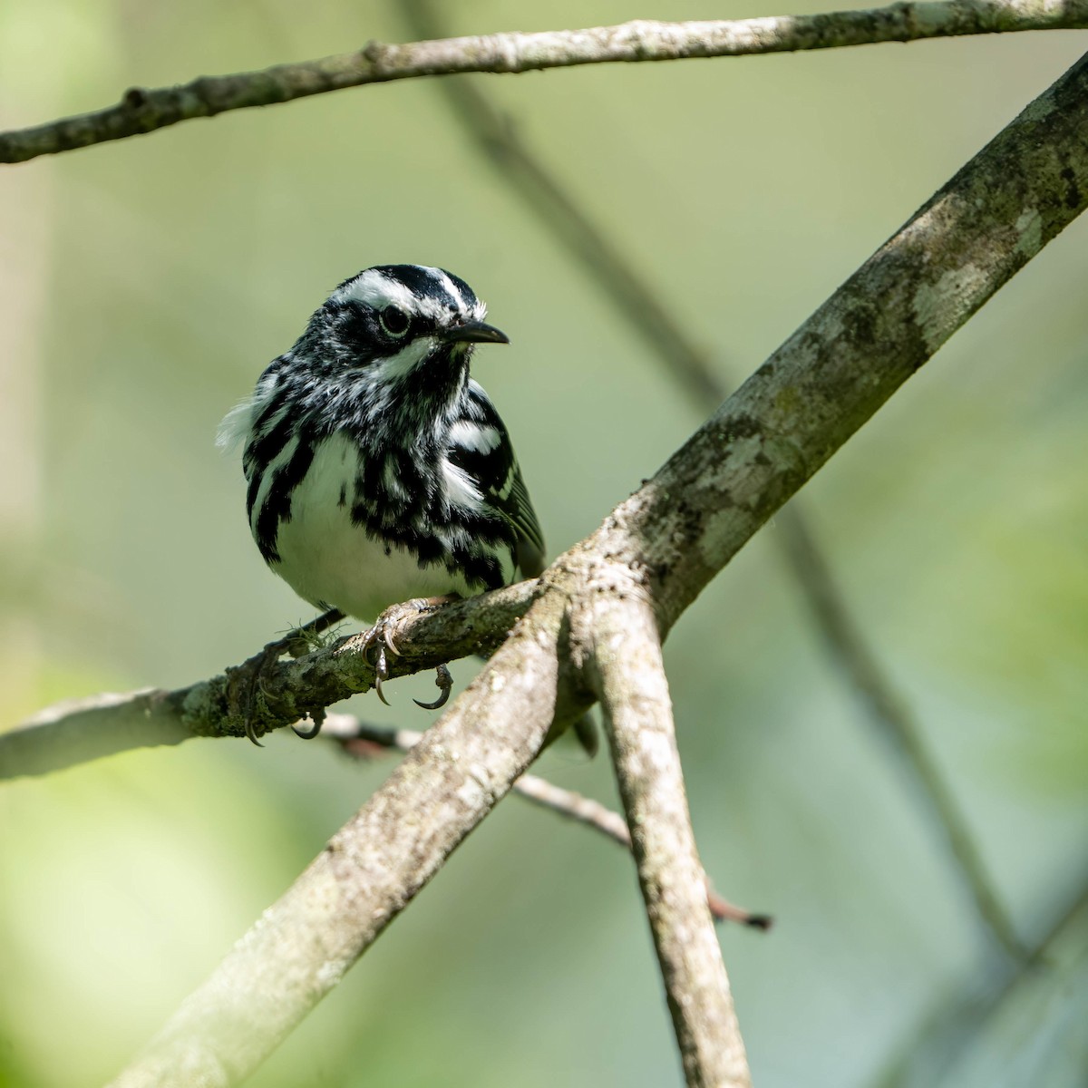 Black-and-white Warbler - ML620536023