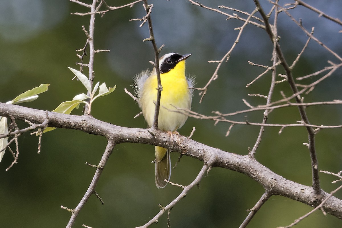 Paruline masquée - ML620536024