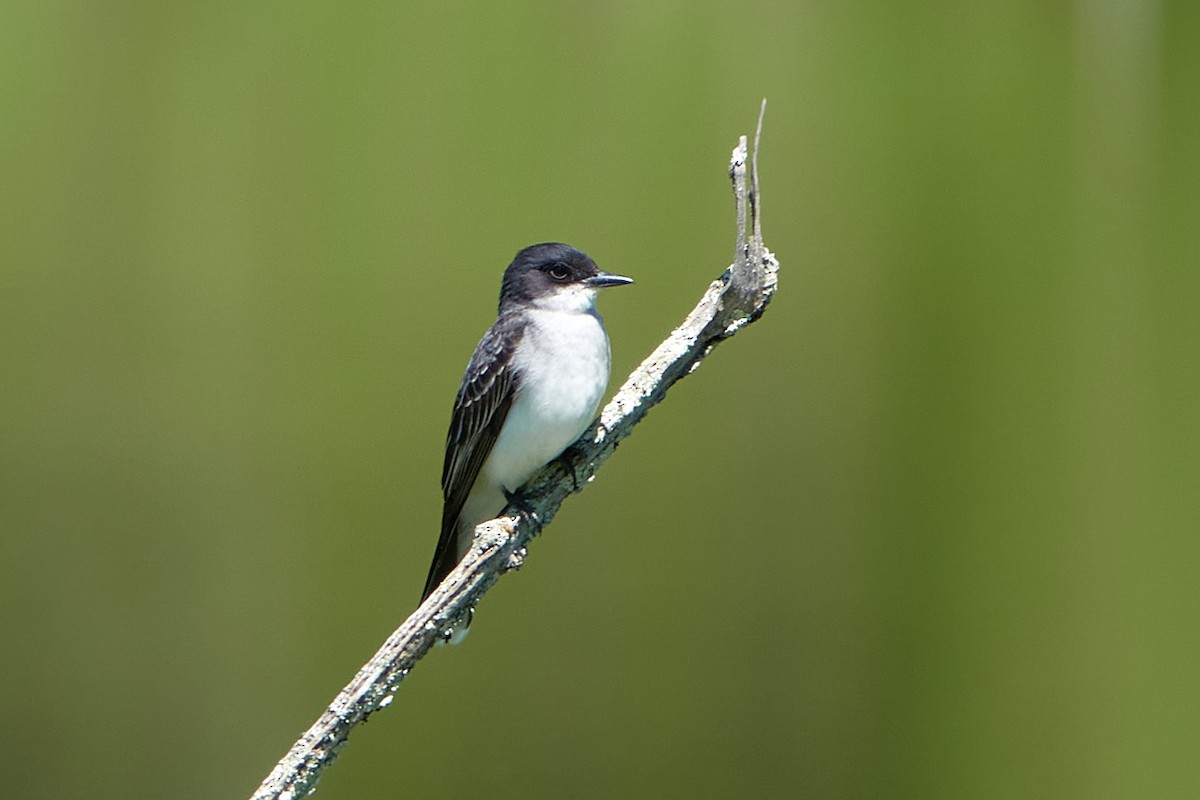 Schieferrücken-Königstyrann - ML620536027