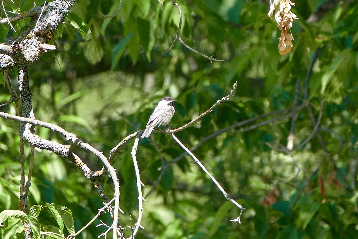 Mésange à tête noire - ML620536029