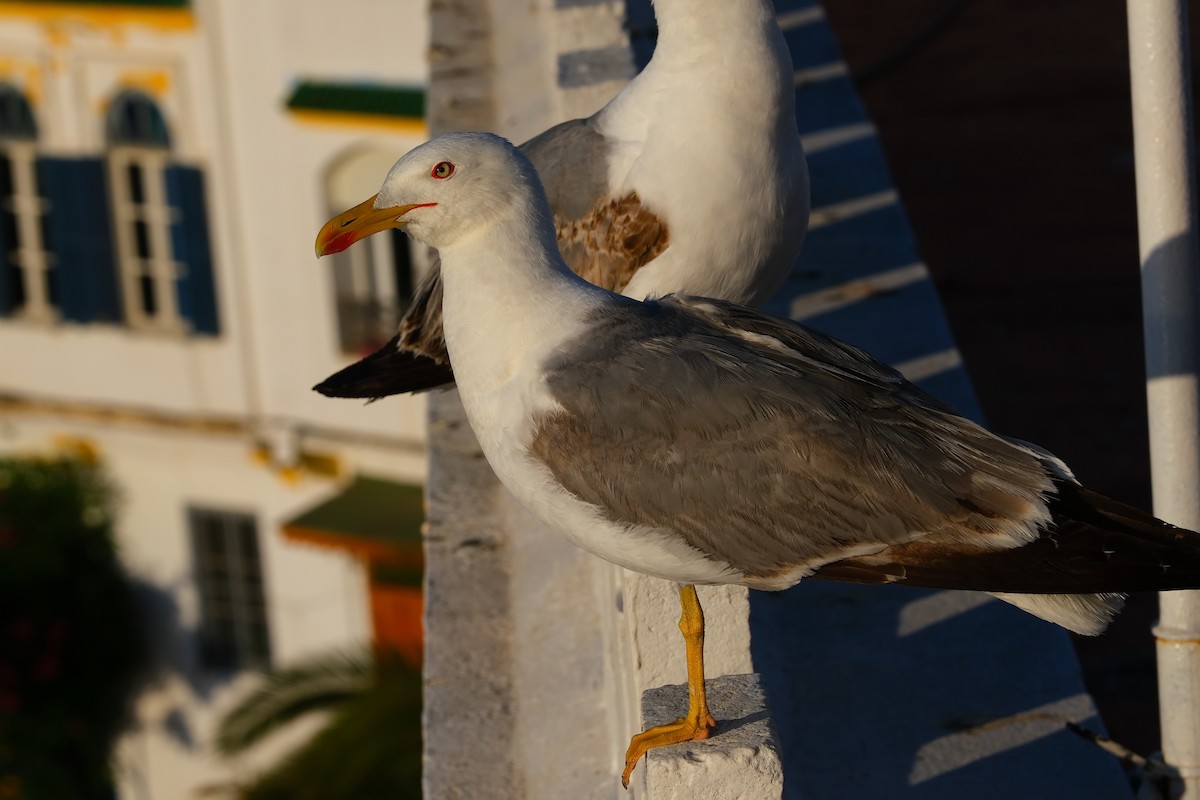 Yellow-legged Gull - ML620536034