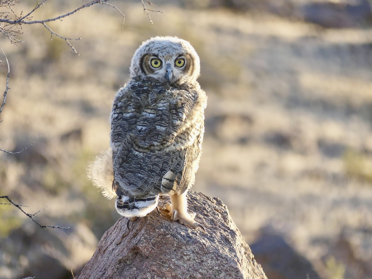 Great Horned Owl - ML620536037