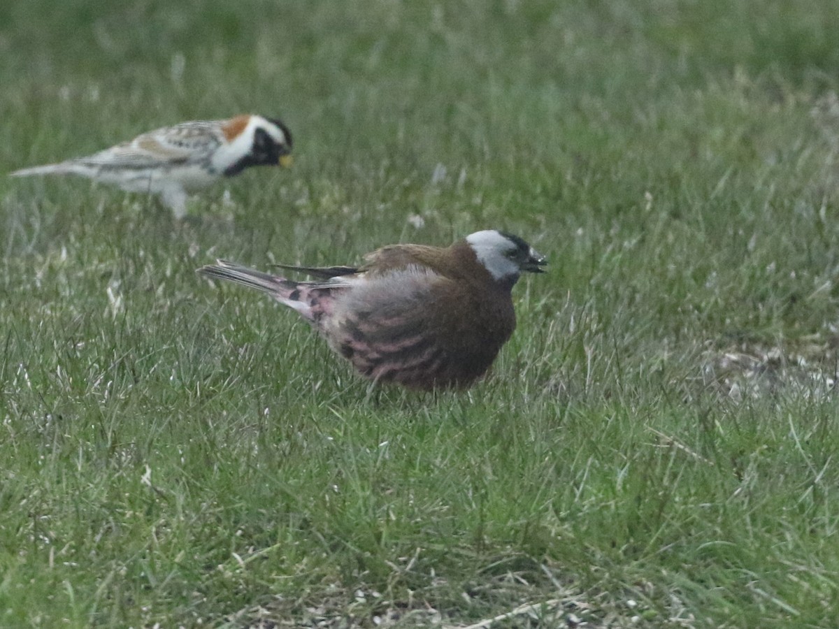 Gray-crowned Rosy-Finch (Pribilof Is.) - ML620536057