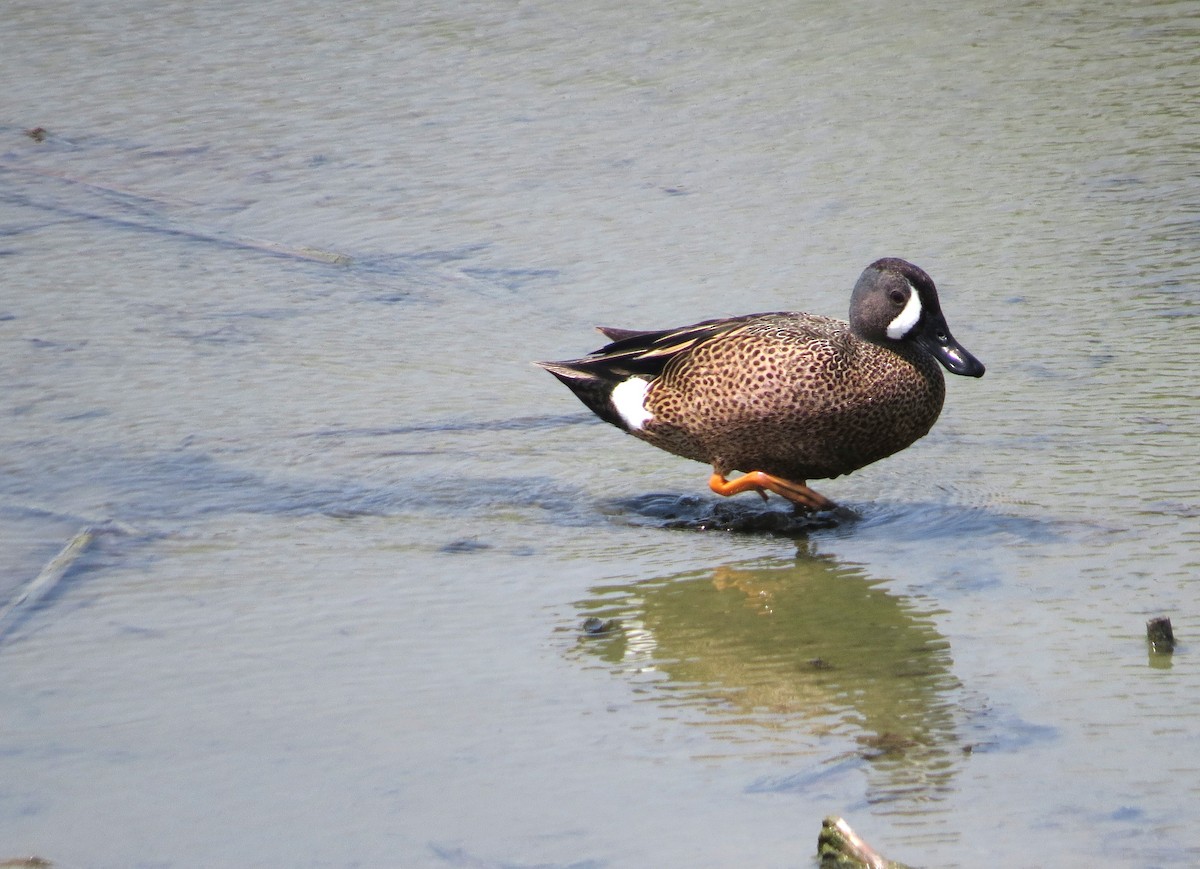Blue-winged Teal - ML620536058
